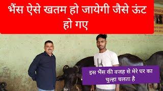 भैंस ऐसे खतम हो जायेगी जैसे ऊंट हो गए,Rudra choudhary dairy farm,Pashupalak manch,buffalo, murrah