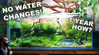 NO WATER CHANGES for a YEAR!! Ecosystem Aquarium How To