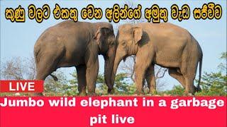 කුණු වලට එන වල්අලී සජීවීව#live #streamer #elephant #attack #shorts #trending #viral #reels #2024