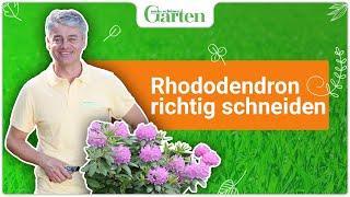 Rhododendron schneiden: So wird’s gemacht