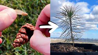 Growing a Pine Tree from Seed - 0 to 1 year old