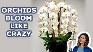 Your Orchid Will Bloom all  Year Round. 7 Growing Orchids Tips You Should Know | iKnow