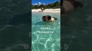 Exuma Bahamas swimming pigs #travel #nature #caribbean #wanderlust #beach #caraibes #swimmingpigs