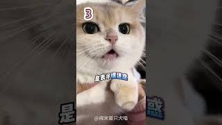 10种猫咪叫声解读，听懂猫咪小心思  #新手养猫指南 #新手养猫 #养猫好物 #宠物知识 #猫咪 #猫 #宠物 #兽医