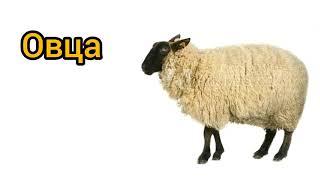 Как произносится овца по-русски