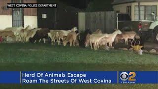 'One For The Books': Donkey, Sheep, Goats Escape Home, Wander Streets At Midnight