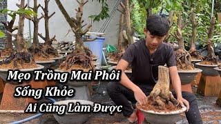 Mẹo Trồng Mai Phôi Sống Khỏe Ai Cũng Làm Được - Mai Vàng Duy Hiếu