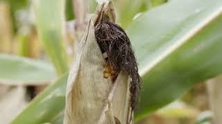 Indiana corn checkoff partnership with US Grains Council to expand corn and ethanol exports