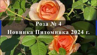 Роза № 4. Новинка Питомника 2024 г.. Питомник растений Е. Иващенко