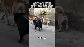 댕댕이가 엄마의 부름도 무시하고 신나게 놀라갔던 이유는?