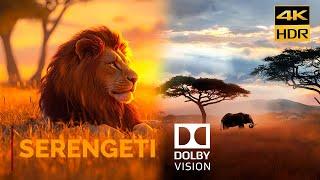 DOLBY VISION "Serengeti - A Symphony of Life" [4KHDR] 2000 nits OLED DEMO - DOLBY ATMOS Download