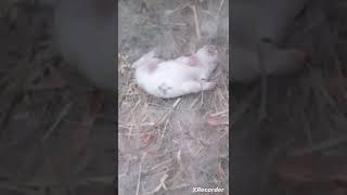 Chubar does his first roll over  #cute