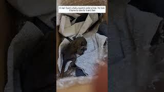 A man found a baby squirrel under a tree. He took it home to care for it and then #squirrel #shorts