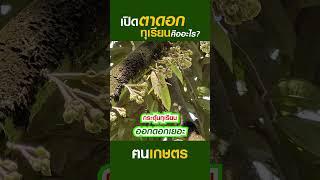 การเปิดตาดอกทุเรียนคืออะไร #ฅนเกษตร  #ปลูกทุเรียน #เปิดตาดอกทุเรียน #เปิดตาดอก #สาหร่ายทะเล