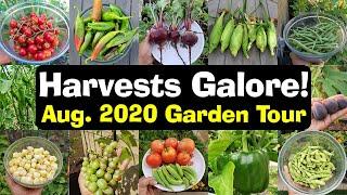 Full August 2020 California Garden Tour, Harvests, Gardening Tips & More!