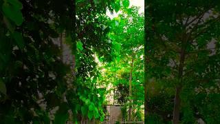 #youtube#song#short#video#