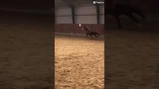 Stella, sure has some speed🫶️ #horse #stella #equestrian #pony #stellabella ￼