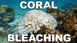 The Vulnerable Wildlife Of China's Coral Reef | China Wild