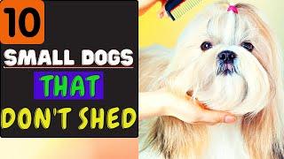 Top 10 Small Dogs That Don't Shed