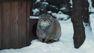 Манул греет лапки на хвосте │Pallas cat warms paws on his tail