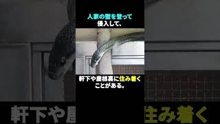 【ゆっくり解説】日本最大級の大蛇アオダイショウについてこっそり教えます