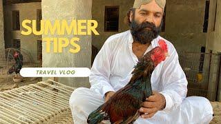 Best Ways to make your aseel healthy in summer season