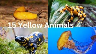 15 Yellow Animals 4k Video | 15 Yellow Animals Ultra HD Video | 15 Yellow Animals in 4K UHDV