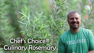 Chef’s Choice® Culinary Rosemary - Rosemary officinalis