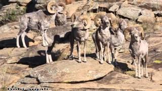 Mongolian wildlife argali  sheep