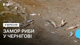 Мертва риба та сморід від води: яка ситуація на пляжі "Золотий берег" у Чернігові