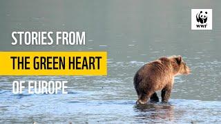 Large carnivores: Stories from the Green Heart of Europe