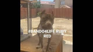 #BANDO4LIFE AMERICAN BANDOG RUBY RED