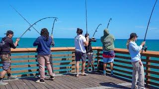 My Addiction To Chaos! (Florida Pier Catch Clean & Cook)