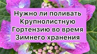 Полив крупнолистной гортензии при зимнем хранение . Ссылка на телеграмм канал в описание