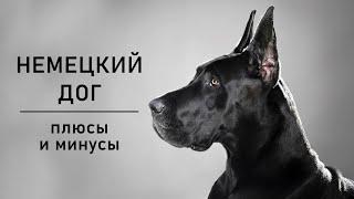 НЕМЕЦКИЙ ДОГ. Плюсы и минусы породы Great Dane