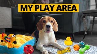 How to Create the Perfect Beagle Play Area Indoors?