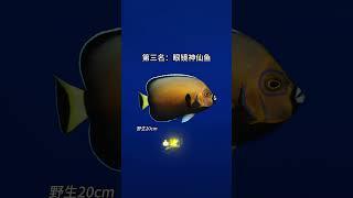 盘点8种最贵的海水观赏鱼