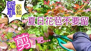 7月夏日玫瑰養護-養壯植株賞秋花，夏天的花苞全剪了吧‼️ How to care for roses in summer