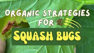 Organic Solutions for Squash Bugs