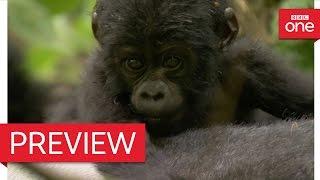 Silverback dad defends baby mountain gorilla - Animal Babies: Episode 3 Preview - BBC