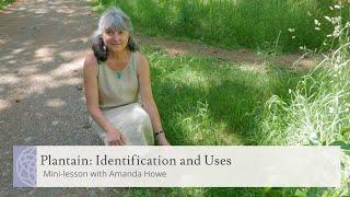 Plantain Identification + Uses | Mini-lesson with Herbalist Amanda Howe