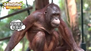 百科動物園 -红毛猩猩的生活习性是什么？
