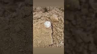 hammered coin with the equinox 600 at a depth of 8inch! #coins #equinox600 #metaldetector #treasure