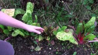 How's my chard getting on - Claire's Allotment part 150