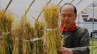 8,760 HOURS OF WORK!? - The Process of Making Japanese Traditional Straw Crafts.