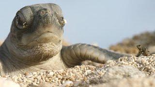 Turtle Hatchlings Face Death While Dashing to Ocean