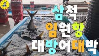 水産市場 삼척시임원항 수협위판장 대방어대박 입찰현장 견문록삶2325/Samcheok Imwon port, korea