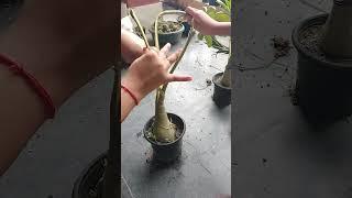 try to make common shape adenium plant#!adenium #desertrose #adeniumgarden #bonsai #shorts #viral