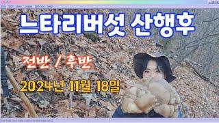 2024년 11월 18일 전반/후반 느타리버섯 산행후~