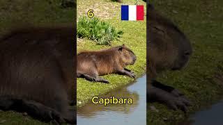    #Capibara en diferentes #idiomas #languages #shorts #capivara #capybara